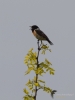 Filename=236_fotowilga~28.JPG
Filesize=177KB
Dimensions=525x700
Date added=May 20, 2017 236_fotowilga~28.JPG