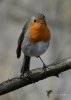 Filename=236_fotowilga~35.JPG
Filesize=221KB
Dimensions=499x700
Date added=Nov 07, 2017 236_fotowilga~35.JPG