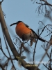 Filename=236_fotowilga~8.JPG
Filesize=86KB
Dimensions=360x480
Date added=Mar 14, 2015 236_fotowilga~8.JPG