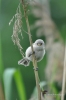 Filename=237_fotowilga~29.JPG
Filesize=223KB
Dimensions=466x700
Date added=Jul 13, 2017 237_fotowilga~29.JPG