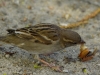 Filename=237_fotowilga~35.JPG
Filesize=292KB
Dimensions=700x525
Date added=Apr 26, 2018 237_fotowilga~35.JPG