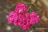 Filename=238_fotowilga.JPG
Filesize=129KB
Dimensions=720x480
Date added=Aug 12, 2012 238_fotowilga.JPG