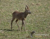 Filename=238_fotowilga~30.JPG
Filesize=148KB
Dimensions=608x480
Date added=Apr 03, 2017 238_fotowilga~30.JPG