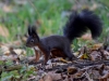 Filename=238_fotowilga~41.JPG
Filesize=285KB
Dimensions=700x525
Date added=Nov 26, 2017 238_fotowilga~41.JPG