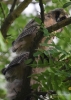 Filename=238_fotowilga~43.JPG
Filesize=264KB
Dimensions=499x700
Date added=Apr 14, 2019 238_fotowilga~43.JPG