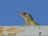Filename=238_fotowilga~45.JPG
Filesize=199KB
Dimensions=700x525
Date added=Jun 29, 2019 238_fotowilga~45.JPG