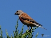 Filename=239_fotowilga~25.JPG
Filesize=242KB
Dimensions=700x525
Date added=Jul 30, 2019 239_fotowilga~25.JPG