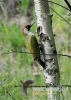 Filename=239_fotowilga~29.JPG
Filesize=92KB
Dimensions=343x480
Date added=Feb 07, 2017 239_fotowilga~29.JPG