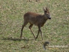 Filename=239_fotowilga~34.JPG
Filesize=153KB
Dimensions=630x480
Date added=Mar 27, 2017 239_fotowilga~34.JPG