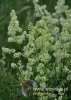 239_fotowilga~40.JPG