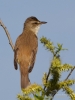 Filename=239_fotowilga~45.JPG
Filesize=236KB
Dimensions=525x700
Date added=May 02, 2018 239_fotowilga~45.JPG