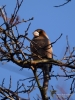Filename=240_fotowilga~38.JPG
Filesize=281KB
Dimensions=525x700
Date added=Jan 06, 2018 240_fotowilga~38.JPG