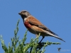 Filename=240_fotowilga~46.JPG
Filesize=269KB
Dimensions=700x525
Date added=Jul 29, 2019 240_fotowilga~46.JPG