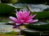 Filename=240_fotowilga~49.JPG
Filesize=287KB
Dimensions=700x525
Date added=Dec 29, 2019 240_fotowilga~49.JPG