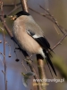 Filename=241_fotowilga~26.JPG
Filesize=55KB
Dimensions=360x480
Date added=Dec 28, 2016 241_fotowilga~26.JPG