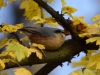 Filename=241_fotowilga~44.JPG
Filesize=282KB
Dimensions=700x525
Date added=Jan 23, 2018 241_fotowilga~44.JPG