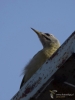 Filename=241_fotowilga~47.JPG
Filesize=174KB
Dimensions=525x700
Date added=Jun 29, 2019 241_fotowilga~47.JPG