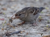 Filename=241_fotowilga~51.JPG
Filesize=270KB
Dimensions=700x525
Date added=Mar 08, 2019 241_fotowilga~51.JPG