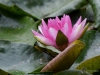 Filename=241_fotowilga~57.JPG
Filesize=276KB
Dimensions=700x525
Date added=Dec 29, 2019 241_fotowilga~57.JPG