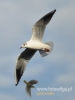 Filename=242_fotowilga~18.JPG
Filesize=52KB
Dimensions=360x480
Date added=May 05, 2016 242_fotowilga~18.JPG