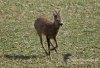 Filename=242_fotowilga~29.JPG
Filesize=160KB
Dimensions=640x441
Date added=Mar 26, 2017 242_fotowilga~29.JPG