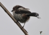 Filename=242_fotowilga~40.JPG
Filesize=160KB
Dimensions=700x500
Date added=Dec 02, 2017 242_fotowilga~40.JPG