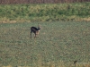 Filename=242_fotowilga~42.JPG
Filesize=362KB
Dimensions=700x525
Date added=Jan 02, 2018 242_fotowilga~42.JPG
