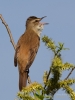 Filename=242_fotowilga~47.JPG
Filesize=253KB
Dimensions=525x700
Date added=May 03, 2018 242_fotowilga~47.JPG