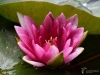 Filename=242_fotowilga~52.JPG
Filesize=283KB
Dimensions=700x525
Date added=Dec 29, 2019 242_fotowilga~52.JPG