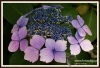 Filename=243_fotowilga~0.JPG
Filesize=146KB
Dimensions=720x494
Date added=Nov 27, 2012 243_fotowilga~0.JPG
