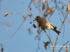Filename=243_fotowilga~17.JPG
Filesize=83KB
Dimensions=640x476
Date added=Dec 29, 2015 243_fotowilga~17.JPG