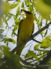 Filename=243_fotowilga~35.JPG
Filesize=276KB
Dimensions=519x700
Date added=Mar 23, 2018 243_fotowilga~35.JPG