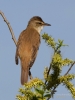 Filename=243_fotowilga~37.JPG
Filesize=264KB
Dimensions=525x700
Date added=May 07, 2018 243_fotowilga~37.JPG