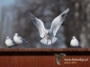 Filename=244_fotowilga~17.JPG
Filesize=93KB
Dimensions=640x480
Date added=Feb 10, 2016 244_fotowilga~17.JPG