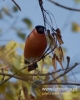 Filename=244_fotowilga~28.JPG
Filesize=57KB
Dimensions=384x480
Date added=Nov 21, 2016 244_fotowilga~28.JPG