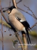 Filename=244_fotowilga~34.JPG
Filesize=56KB
Dimensions=360x480
Date added=Jun 17, 2017 244_fotowilga~34.JPG