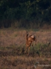 Filename=244_fotowilga~45.JPG
Filesize=252KB
Dimensions=525x700
Date added=Jan 15, 2019 244_fotowilga~45.JPG