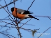 Filename=245_fotowilga~25.JPG
Filesize=75KB
Dimensions=640x480
Date added=Mar 01, 2017 245_fotowilga~25.JPG