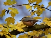Filename=245_fotowilga~39.JPG
Filesize=282KB
Dimensions=700x525
Date added=Jan 04, 2018 245_fotowilga~39.JPG