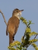Filename=245_fotowilga~40.JPG
Filesize=257KB
Dimensions=525x700
Date added=May 03, 2018 245_fotowilga~40.JPG