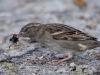 Filename=245_fotowilga~42.JPG
Filesize=285KB
Dimensions=700x525
Date added=Oct 28, 2018 245_fotowilga~42.JPG