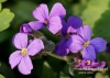 Filename=246_fotowilga~20.JPG
Filesize=92KB
Dimensions=640x457
Date added=Apr 23, 2016 246_fotowilga~20.JPG