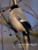 Filename=246_fotowilga~25.JPG
Filesize=56KB
Dimensions=360x480
Date added=Jan 25, 2017 246_fotowilga~25.JPG