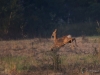 Filename=246_fotowilga~31.JPG
Filesize=261KB
Dimensions=700x525
Date added=Sep 24, 2018 246_fotowilga~31.JPG