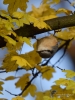 Filename=246_fotowilga~34.JPG
Filesize=251KB
Dimensions=525x700
Date added=Nov 26, 2017 246_fotowilga~34.JPG