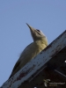 Filename=246_fotowilga~40.JPG
Filesize=179KB
Dimensions=525x700
Date added=Jul 01, 2019 246_fotowilga~40.JPG