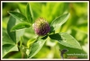246_fotowilga~5.JPG