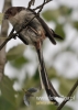 Filename=247_fotowilga~17.JPG
Filesize=72KB
Dimensions=343x480
Date added=Dec 26, 2015 247_fotowilga~17.JPG