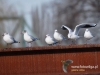 Filename=247_fotowilga~19.JPG
Filesize=96KB
Dimensions=640x480
Date added=Feb 10, 2016 247_fotowilga~19.JPG