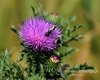 247_fotowilga~29.JPG